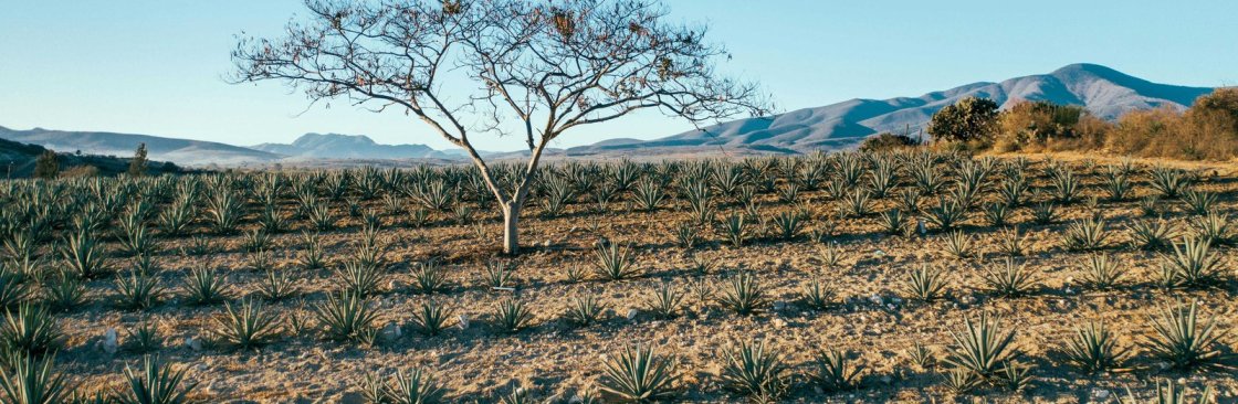 Kelly Paulette Cover Image